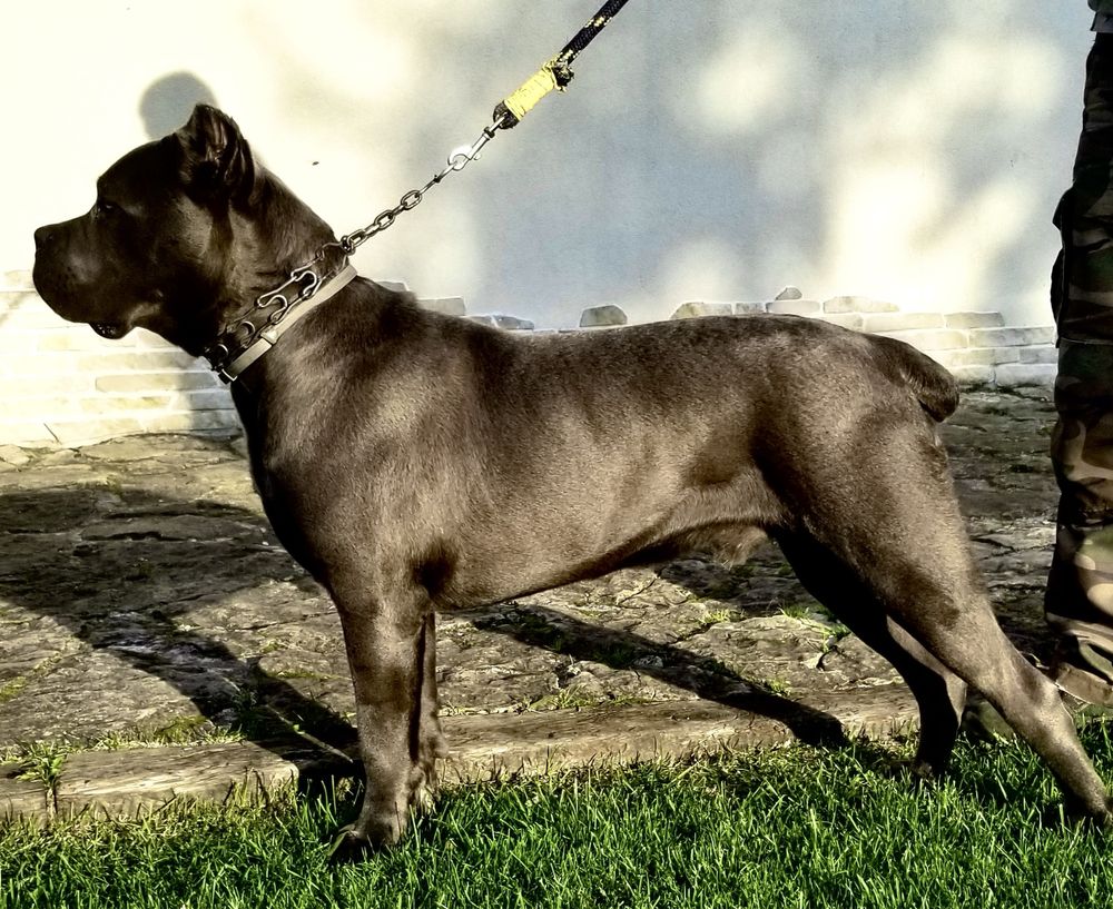 Cane Corso Italiano