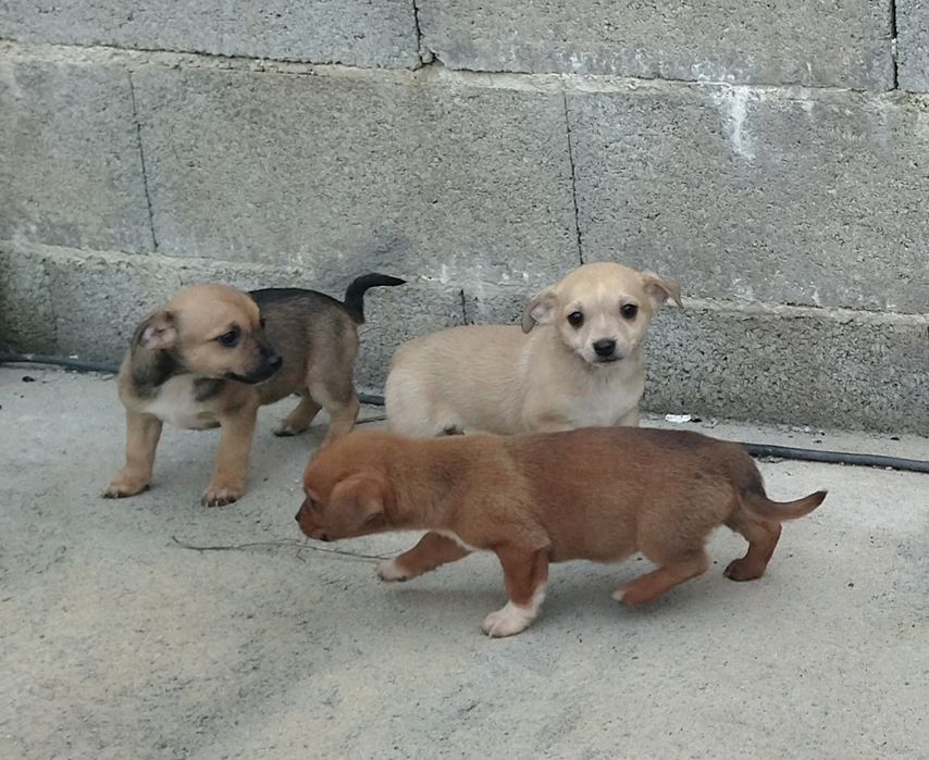 Doação de cães bebés