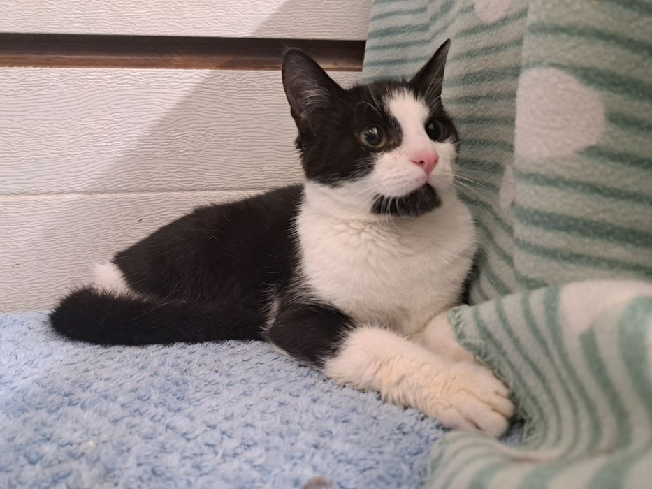 Felix, kochany kocurek do adopcji