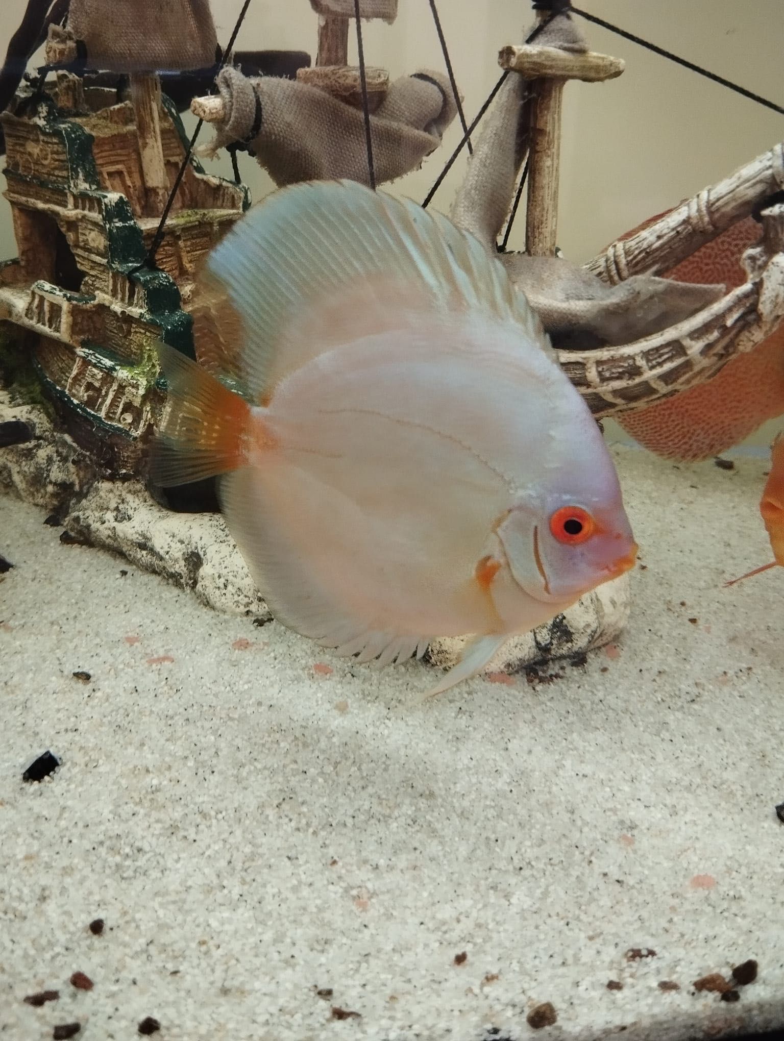 Discus azul diamante