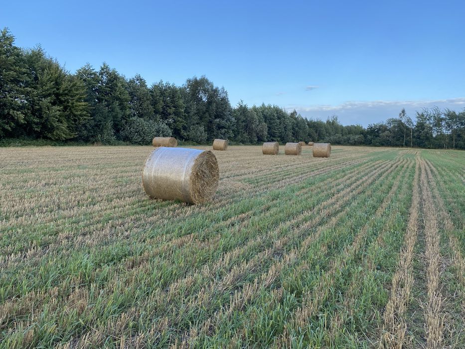 Солома пшенична і овсяна