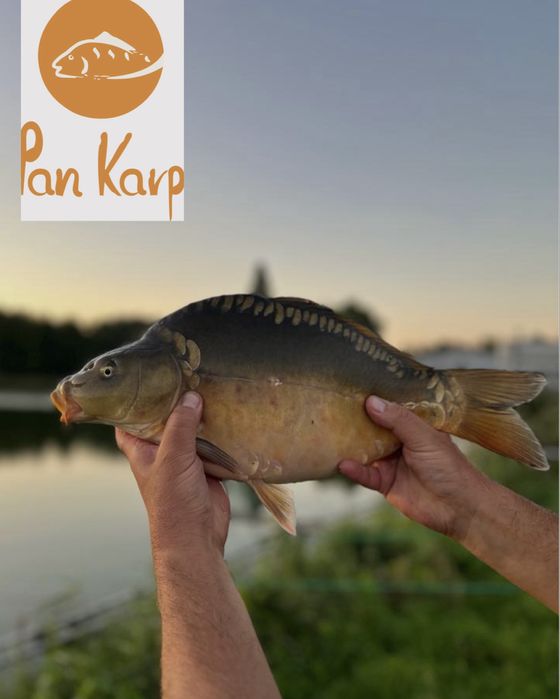 Karp królewski handlowy, konsumpcyjny hurt, karpie w hurcie