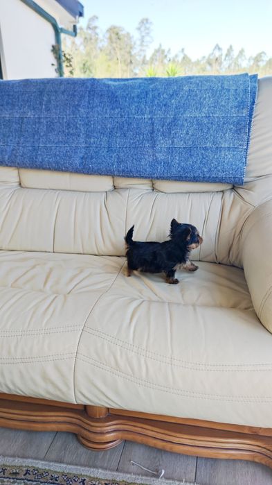 Yorkshire Terrier (macho)  miniatura disponível