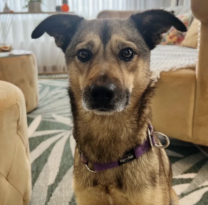 Cadelinha para adoção responsável