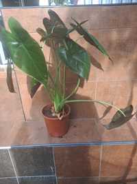 Alocasia Ventii Wentii 
Wysokość wraz z doniczką 65cm 
To roślina, któ