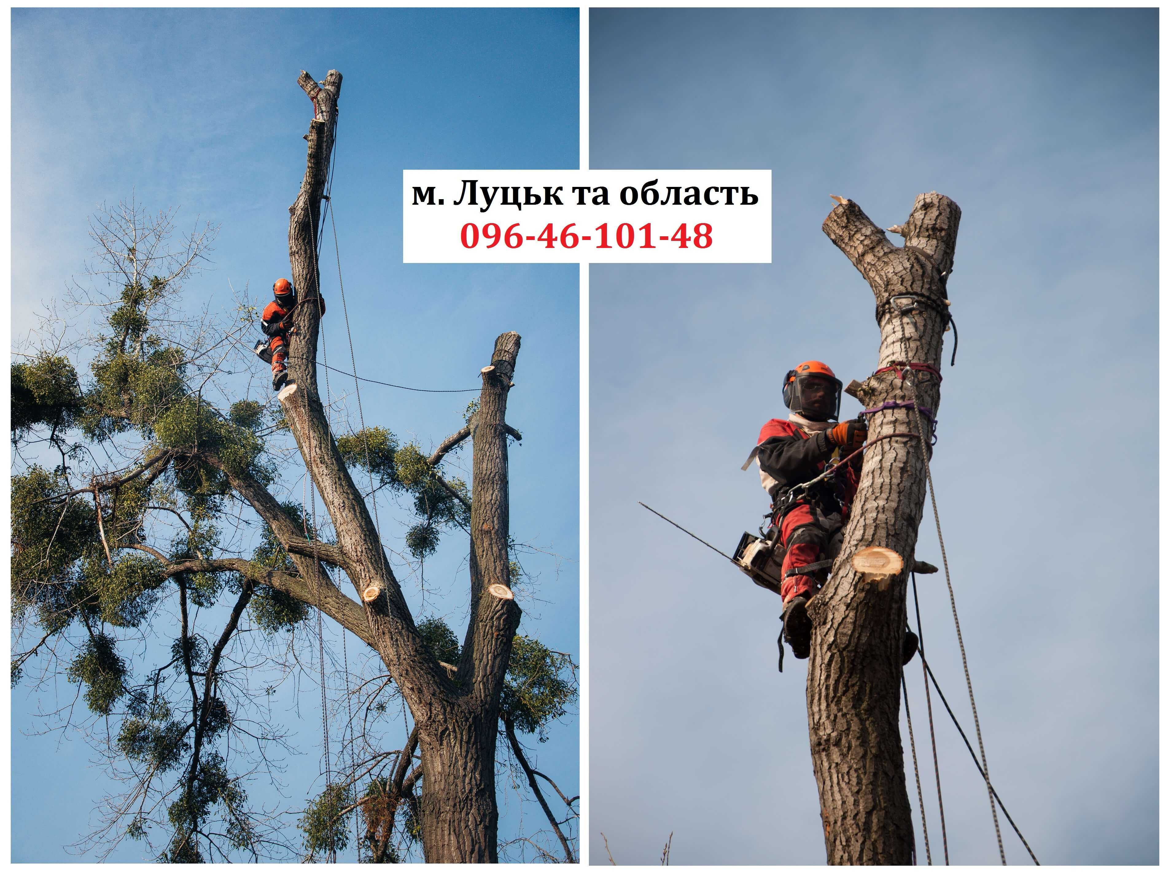 Зрізання дерев альпіністами у Луцьку та області