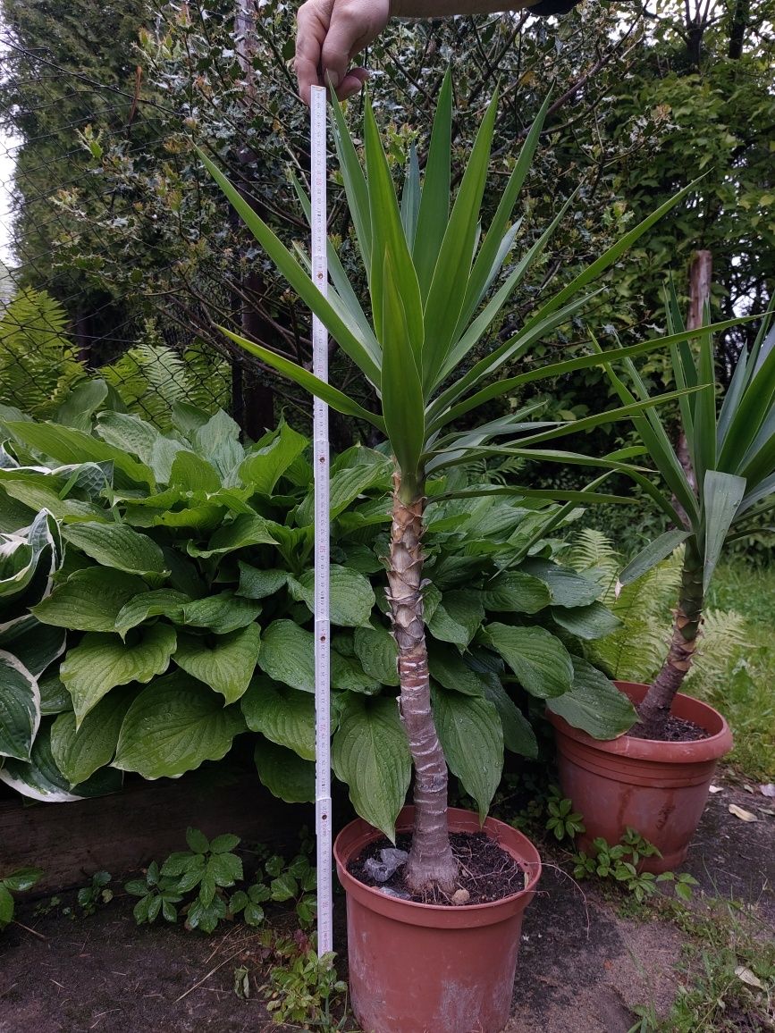Juka, yuki 1m i 90cm