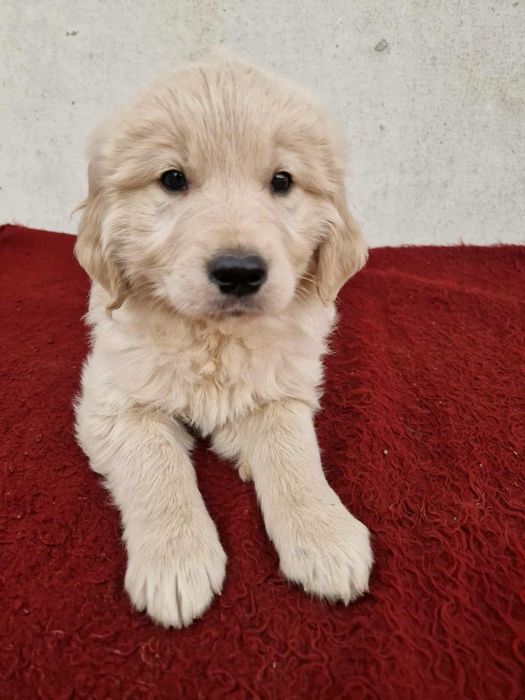 Szczeniak golden retriever