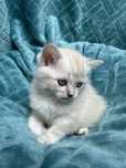 Gatinha Scottish straight shorthair lilac point
