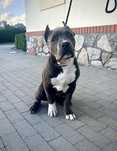 American Bully XL, bardzo duża głowa