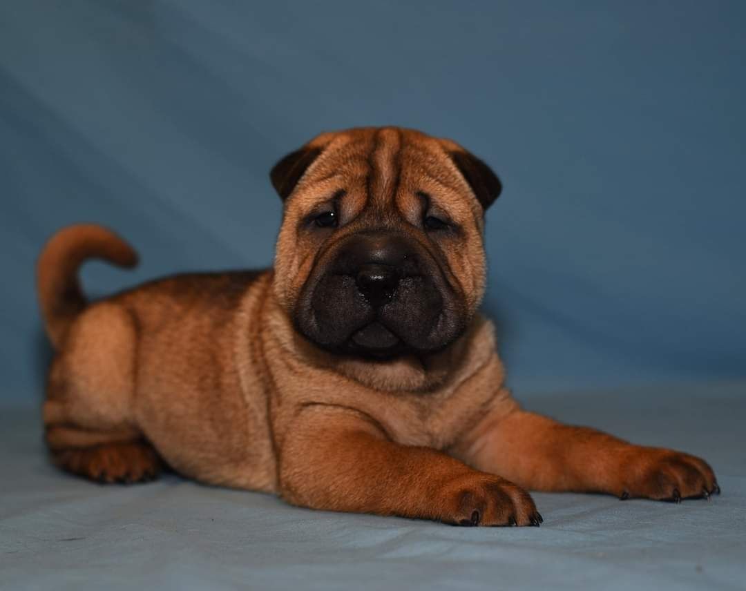 Sharpei pyppies available..  Можно зарезервировать.