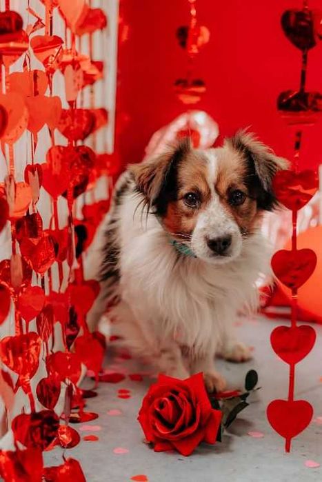 Delikatny, wrażliwy Fropek potrzebuje czasu i poczucia bezpieczeństwa