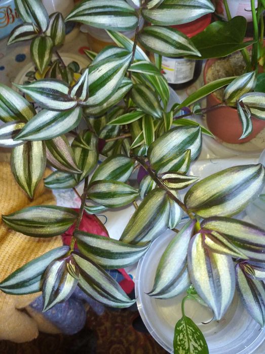 Глоксиния , фикус , колеус , каланхое и комнатные цветы