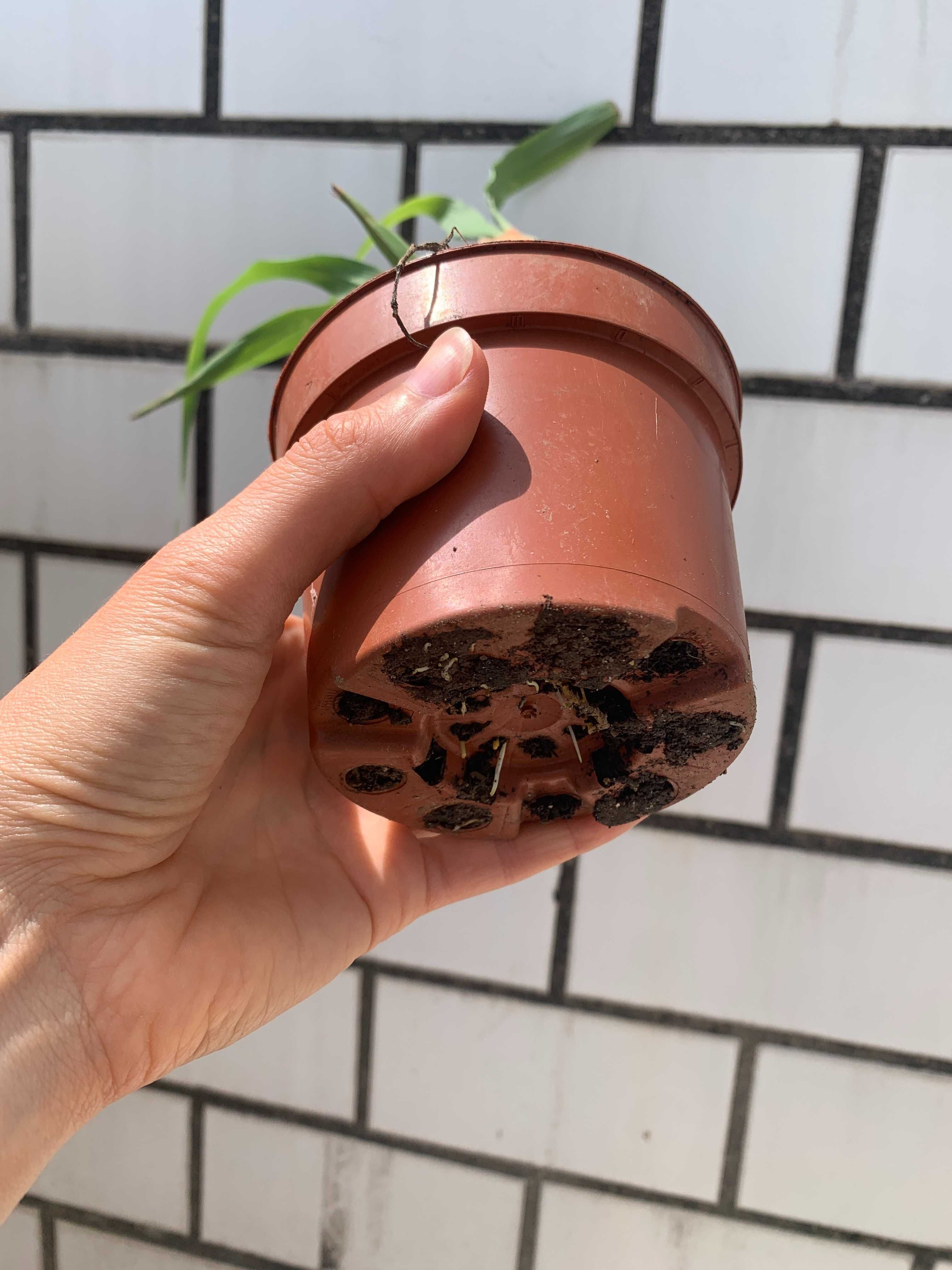 Planta em vaso, Erva-príncipe / Capim-limão - Cymbopogon citratus