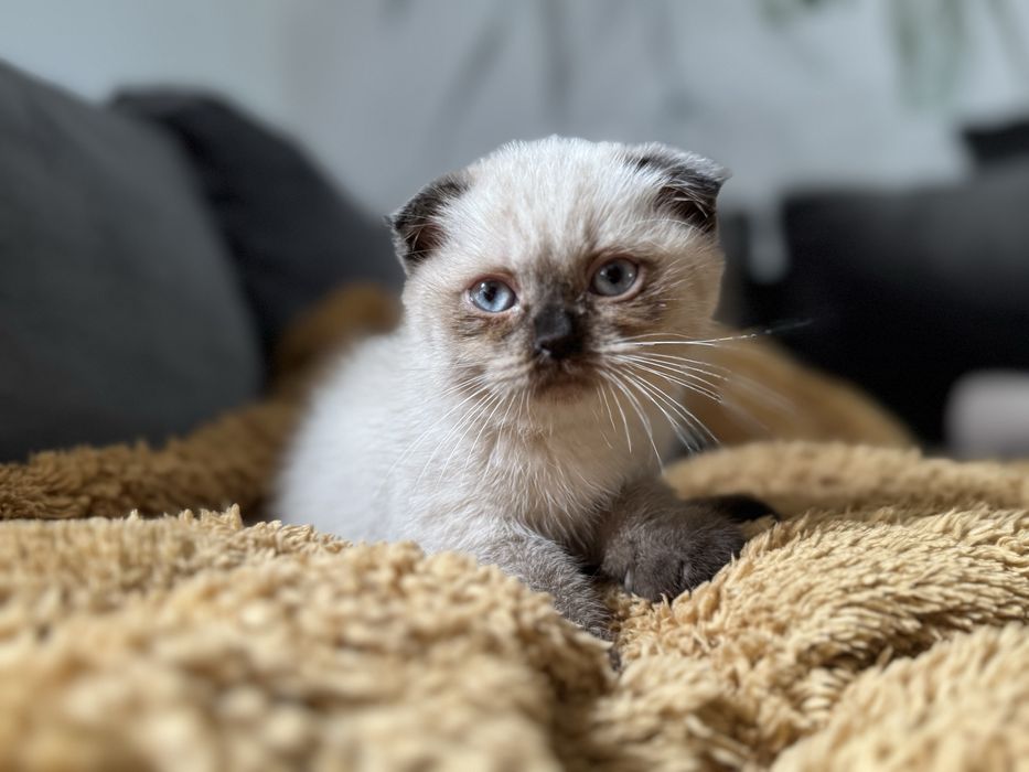 Kocurek Szkocki fold point