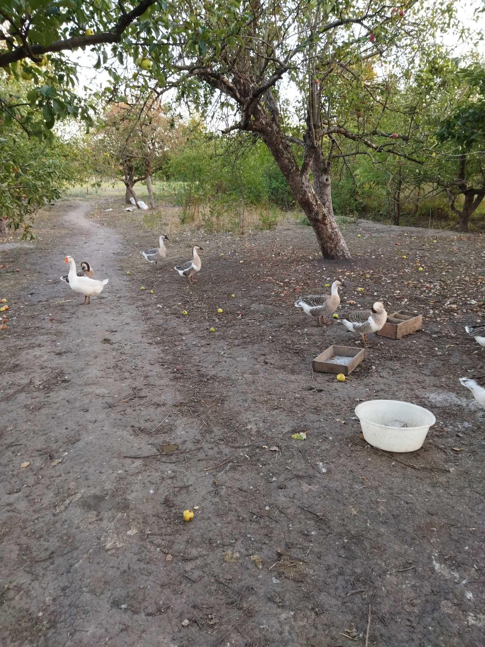Обмін на зерно. Продаж домашні молоді Сірі Кубанські гуси .