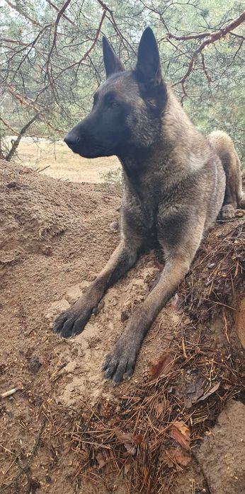 Щенки Малинуа Бельгийская овчарка