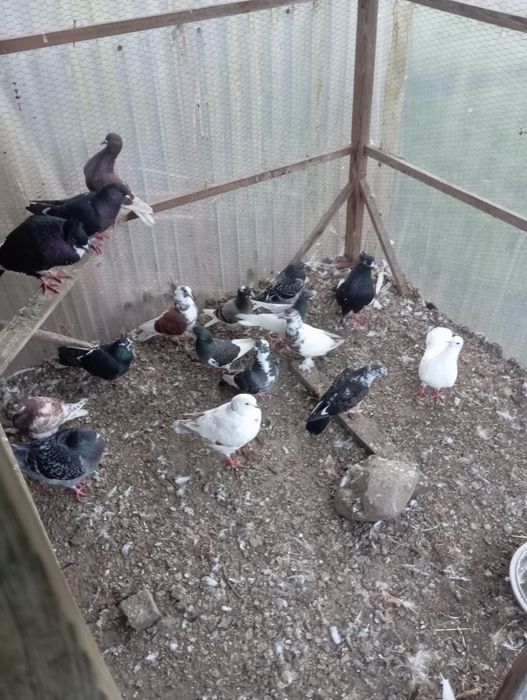 Gołębie mieszane itd