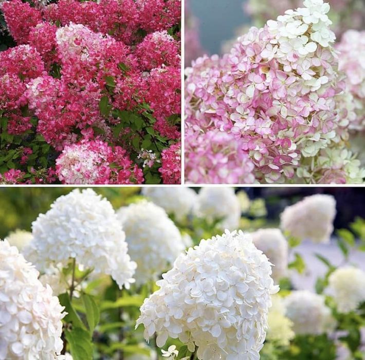 Hortensja bukietowa 'Petite Flori' Hydrangea paniculata P9