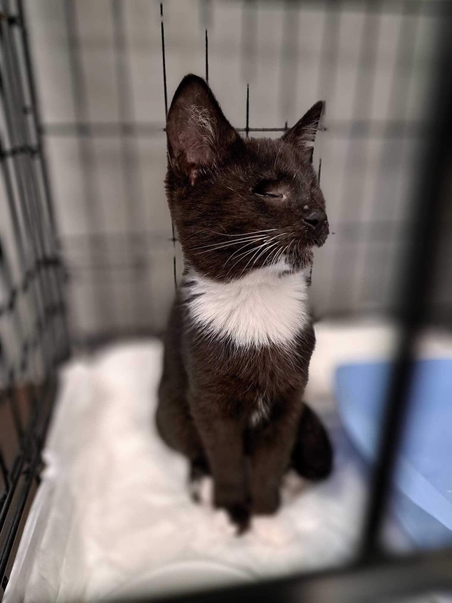Pchełka i Karmelek - dwumiesięczne kociaki do adopcji.