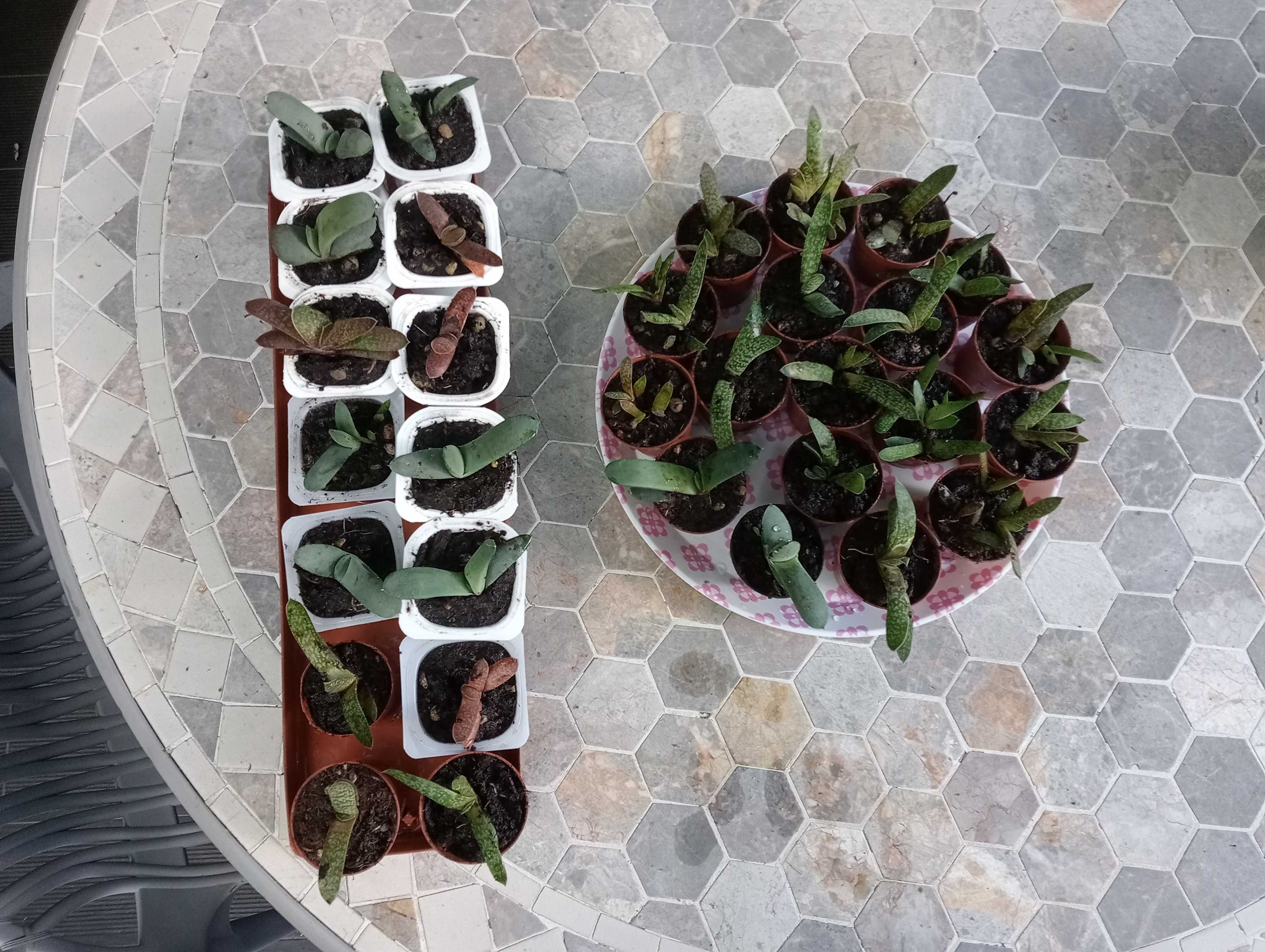 Planta suculenta, tenho vários para venda(ver fotos)