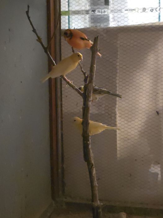 Casal canario amarelo