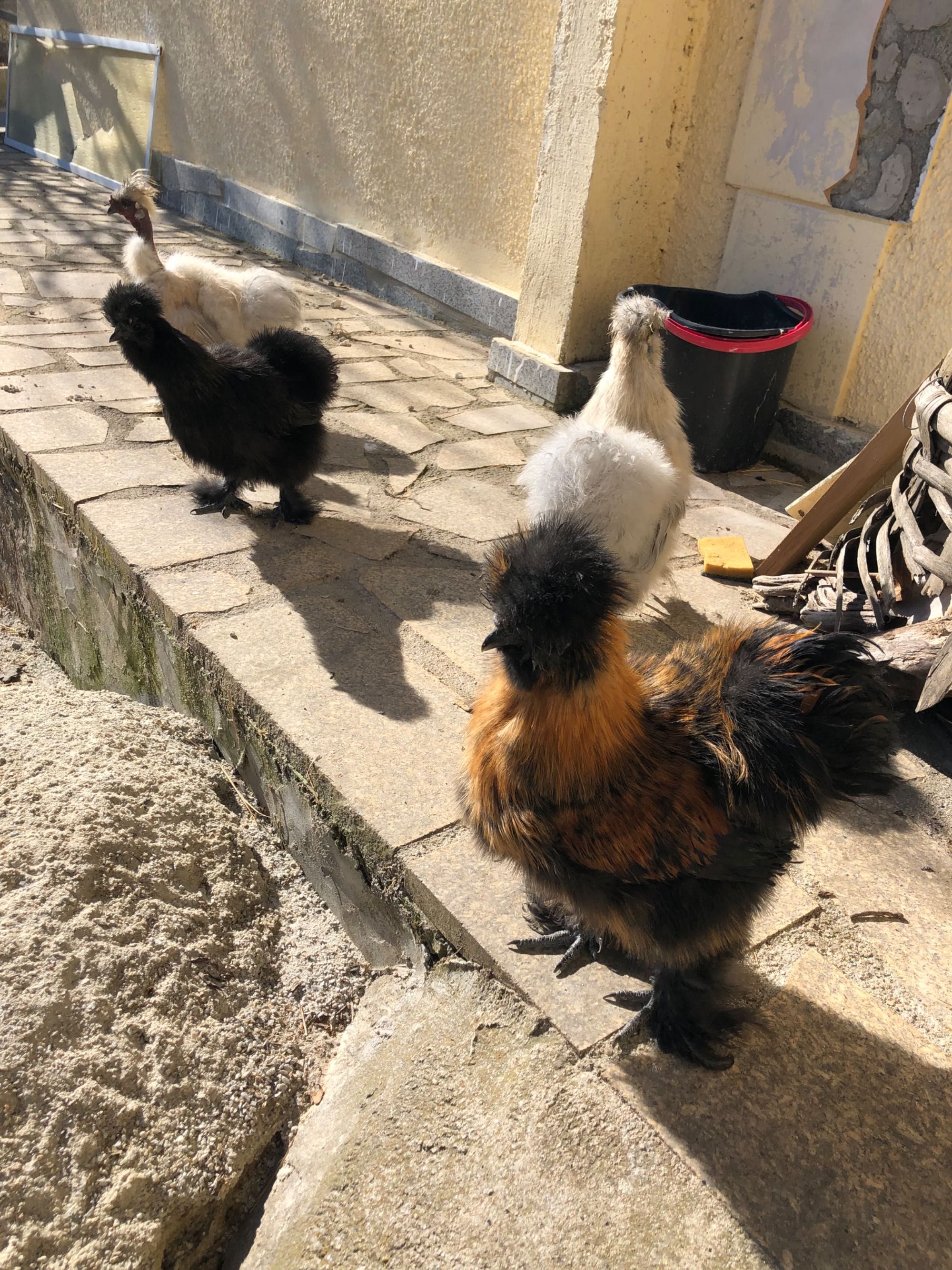 Ovos férteis galinhas Sedosas do Japão