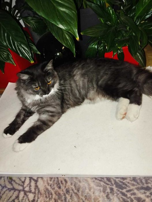 Ta śliczna koteczka- kto zgubił ?