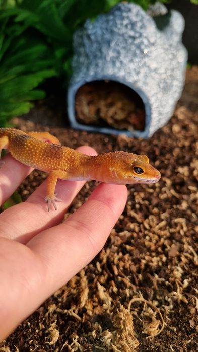 Gekon Lamparci Jaszczurka