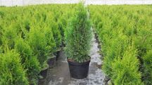 Tuje SZMARAGD (Thuja Smaragd) 80-100 cm PRODUCENT, Tuja. RADOM