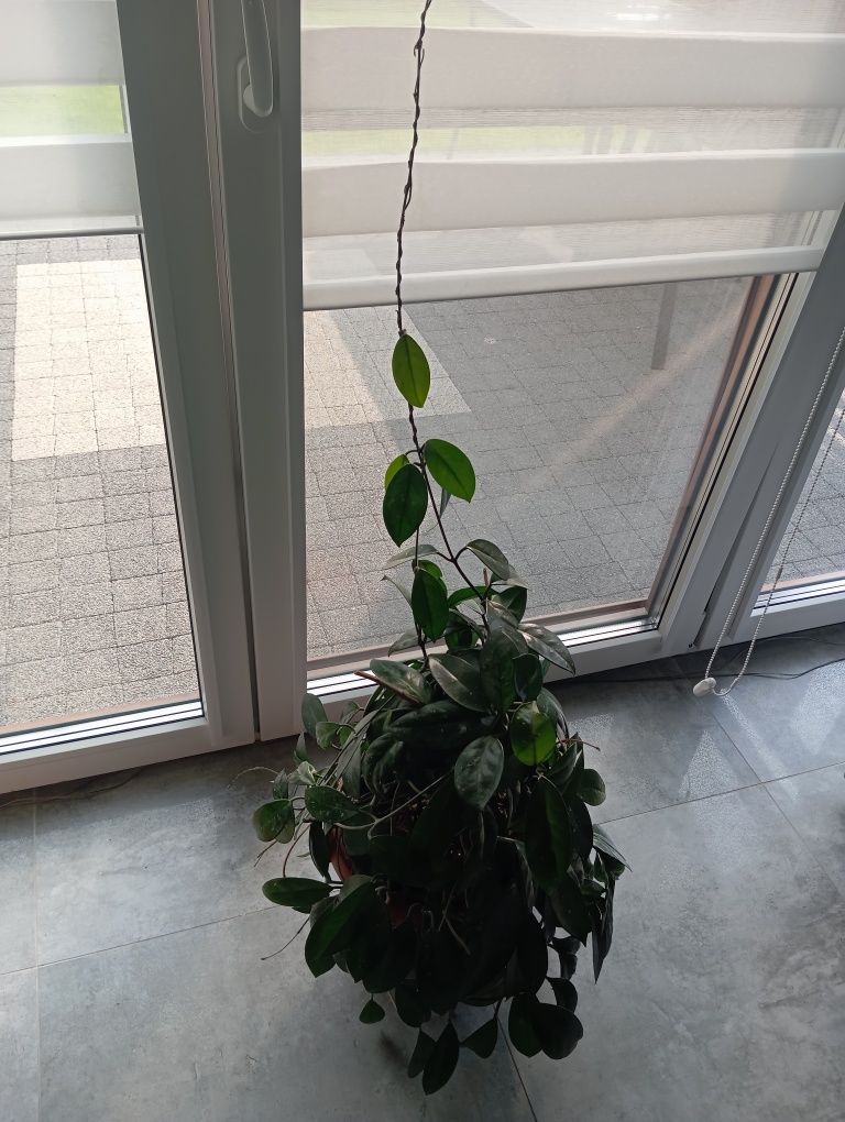 Hoja kwiat doniczkowy Hoya carnosa