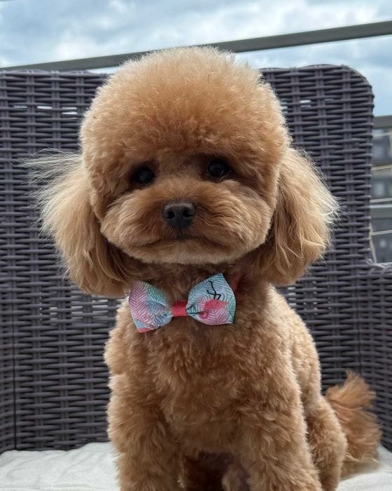 Reproduktor Pudel Toy Red Brown/ inseminacja, badania gen