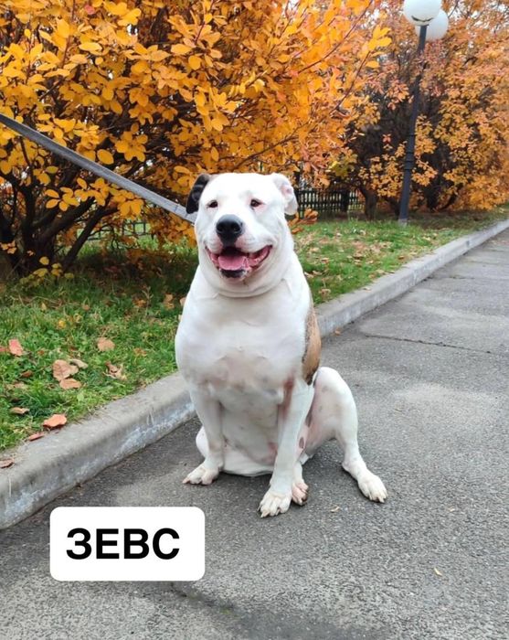 Американський бульдог. Кобель. 3 роки. Кастрований