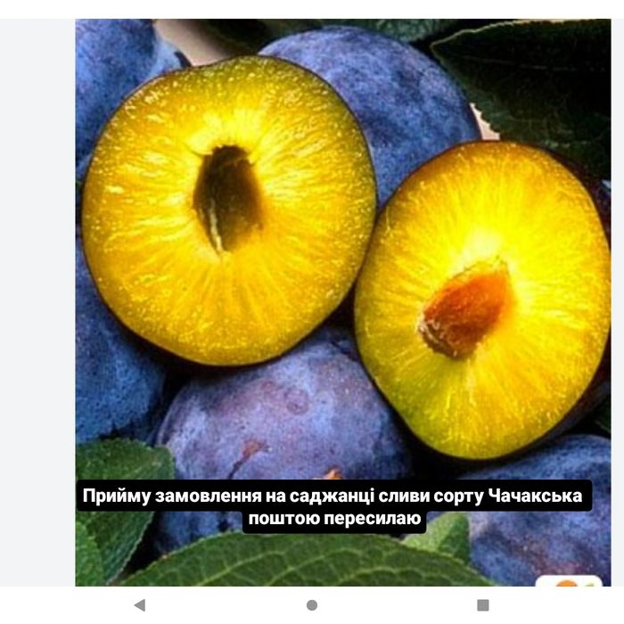 Продам саджанці дерев різних плодових культур сучасних сортів