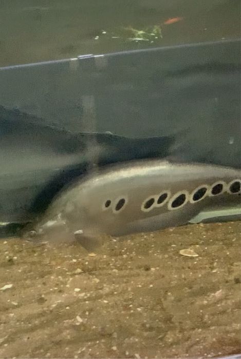 Faca palhaço 40 centimetros