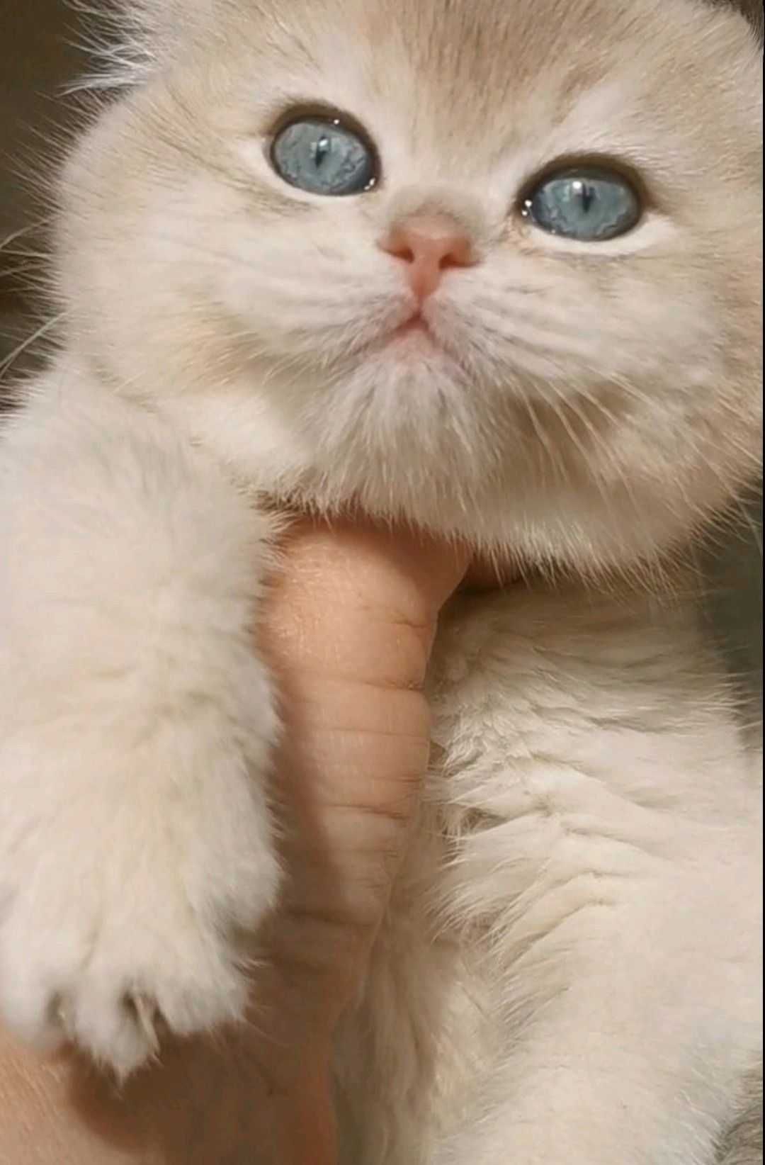 Котята британцы с голубыми глазами