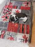 Gatinhos para doar