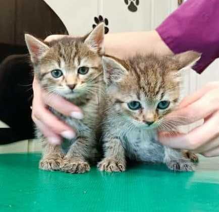 Dwumiesięczni koci bracia do wspólnej adopcji!