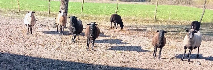 Sprzedam owce – mieszańce Kamerun × Dorper