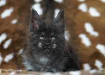 Kocurek maine coon z prawami hodowlanymi