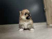 Szpic miniaturowy pomeranian