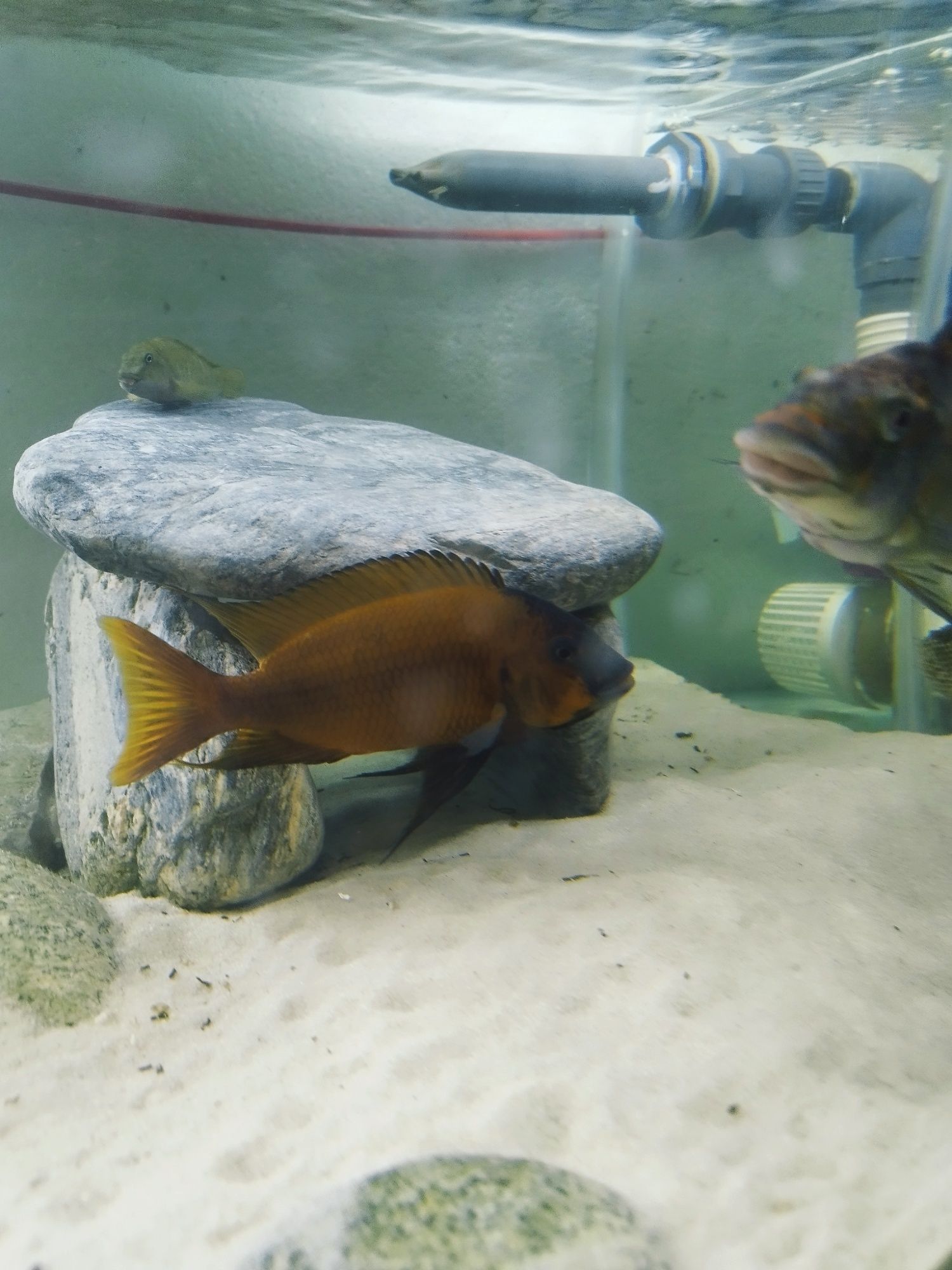 Petrochromis Red Bull point tanganika