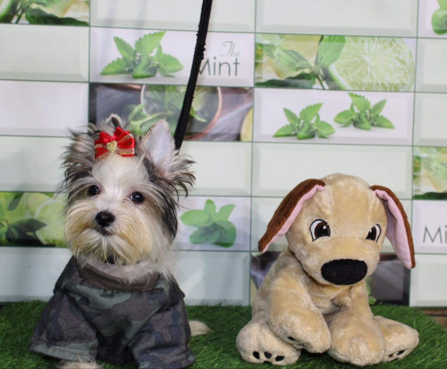 Biewer Yorkshire Terrier miniaturka mini piesek