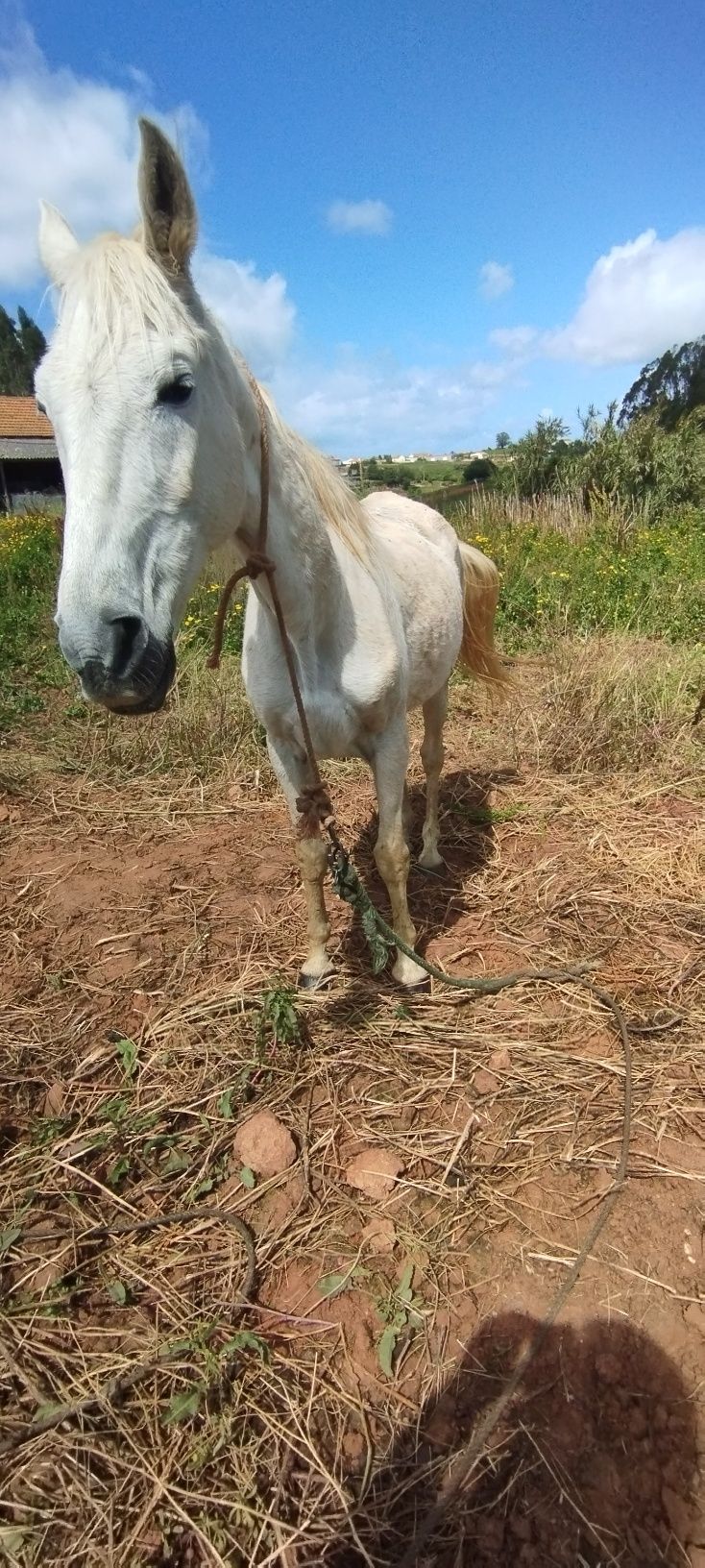 Égua super mansa