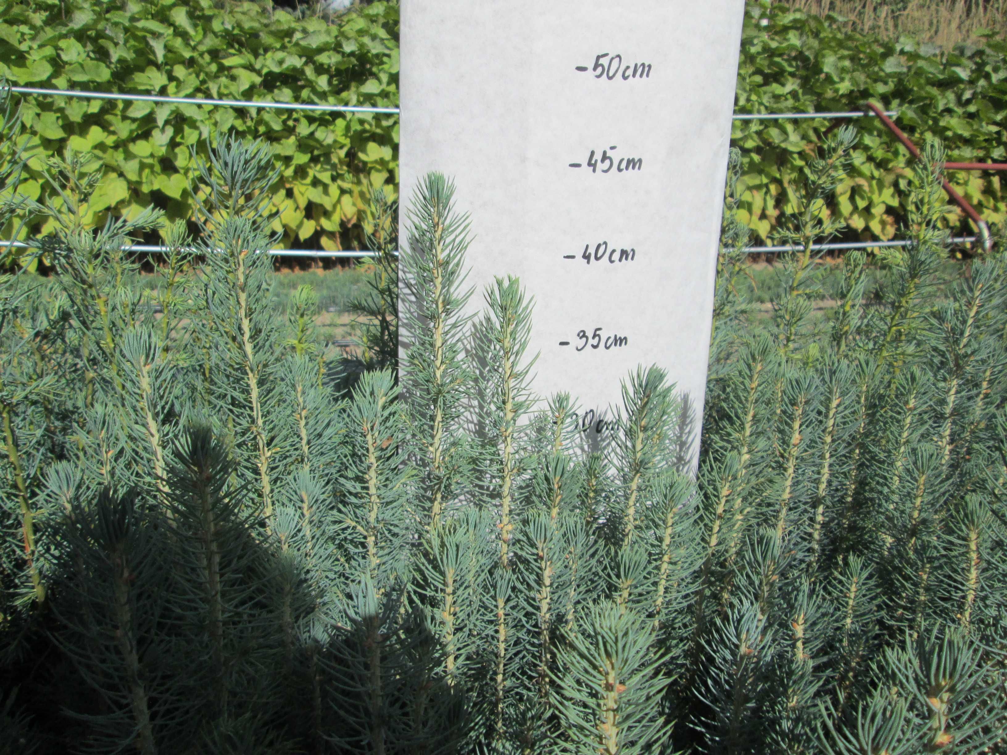 Świerk Kłujący Picea Pungens Glauca Kaibab