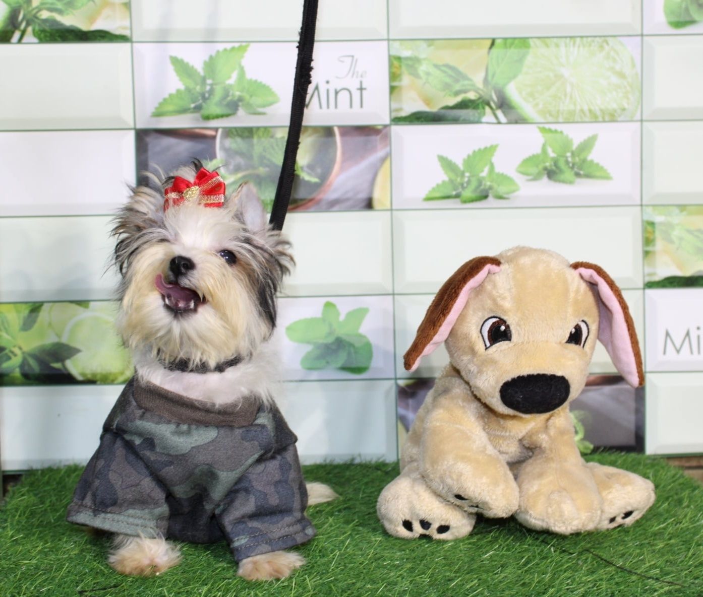 Biewer Yorkshire Terrier miniaturka mini piesek