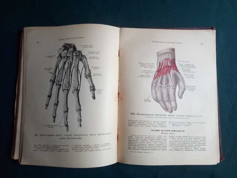 Атлас анатомии человека авт.В.П.Воробьев  1938г.