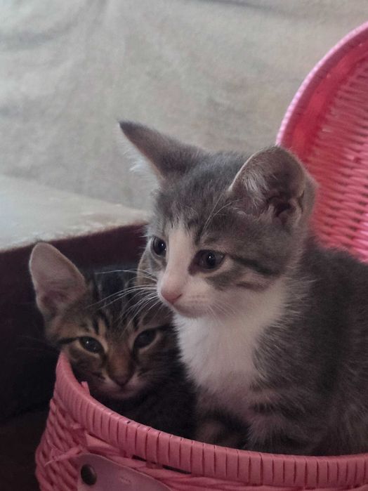 Кошенята в добрі руки