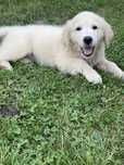 Golden Retriever- Okazja! Przepiękna sunia!
