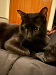 Petsitting - Pinhal Novo, Montijo.